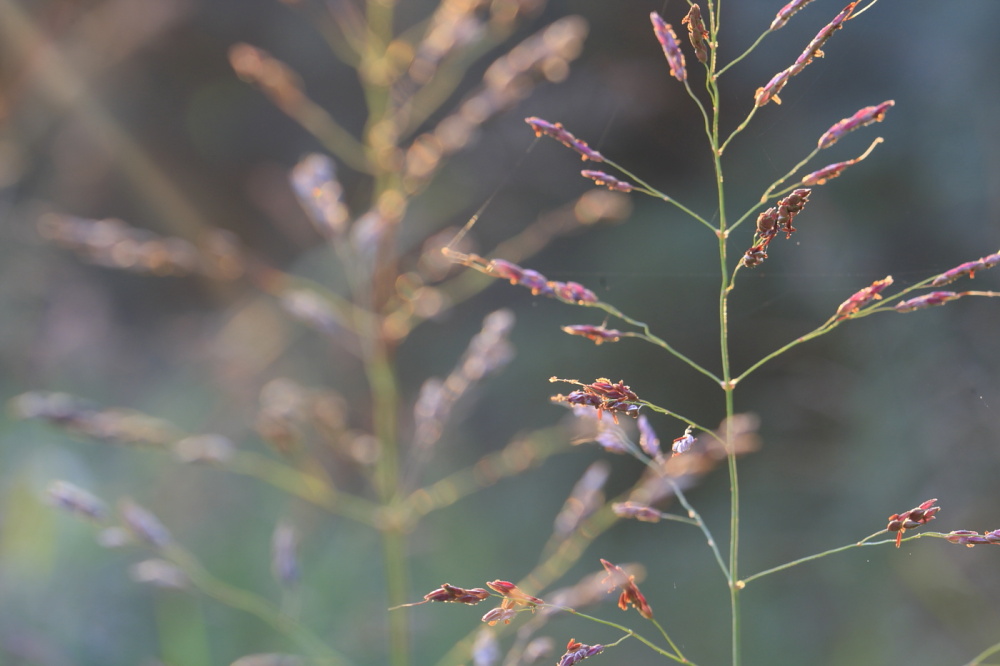 Sorghum halepense